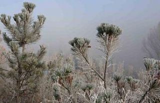 Ardahan’da dondurucu soğuklar etkili olmaya başladı:...