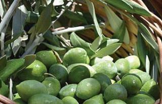 Aydın Memecik Zeytini Avrupa’da tescillendi