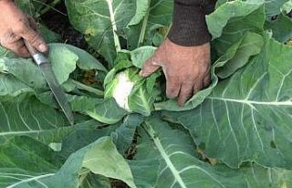 Bafra Ovası’nda brokoli ve karnabaharda ’altın’...