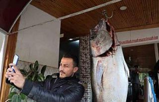 Balıkçı ağına insan boyunda orkinos takıldı