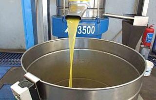 Balıkesir’de zeytini kuraklıktan sonra lodos vurdu