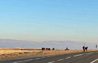 Başıboş atlar tehlike saçıyor