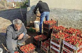 Batman’da 3 mevsim üretimi devam eden organik çilekte...
