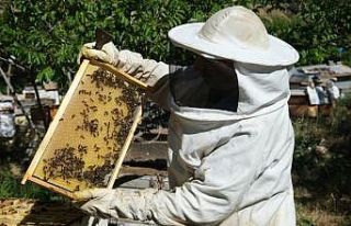 Bayburt’ta arıların "tatlı uykusu"...