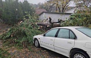 Beşiktaş’ta lodos nedeniyle ağaç otomobilin...