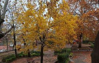 Beyazın ve sonbaharın güzellikleri bir arada