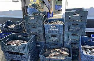 Beyşehir’de avda balık boy limitlerine uymayanlara...