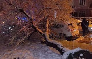 Bilecik’te ağaç otomobilin üstüne devrildi