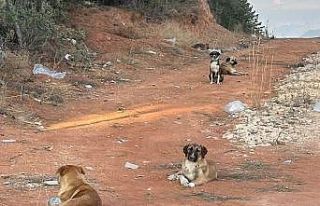 Bilecik’te vatandaşlar sahipsiz köpek korkusundan...