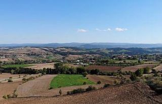 Bilinçli tarım meyvesini verdi: Çeltik hasadında...