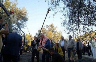 Bin yıllık zeytin ağacından hasat yapıldı