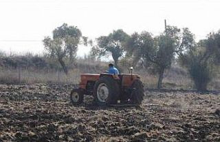 Bodrum Belediyesi’nden karakılçık buğday ekimi