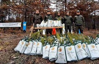 Bolu’da 30 bin fidanla yangınların yaraları sarılıyor