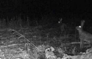 Bolu’da yaban hayatı fotokapanlara yansıdı