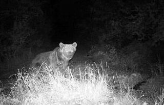 Boz ayı fotokapanla görüntülendi
