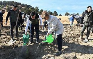 Bozkurt’ta 500 fidan toprakla buluştu