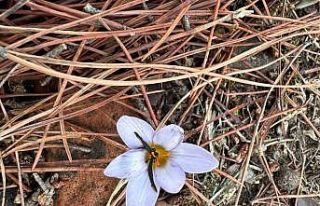 Bu çiçeği koparmanın cezası 387 bin lira