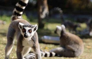 Bursa Hayvanat Bahçesi 26 yaşında