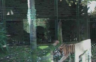 Bursa Hayvanat Bahçesi’nde kaplanın bir sıçrayışta...