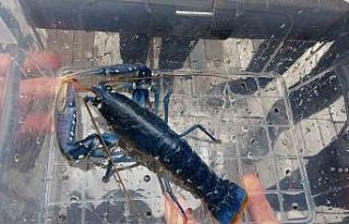 Çanakkale Savaşları’ndan kalma 109 yıllık ‘HMS...