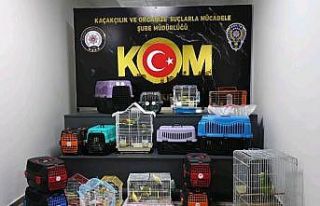 Çanakkale’de papağan operasyonu: 63 papağana...