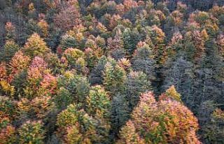 Cankurtaran ormanlarındaki renk cümbüşü havadan...
