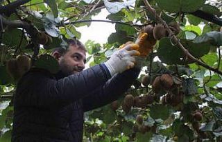 Çarşamba Ovası’nda kivi hasadına başlandı