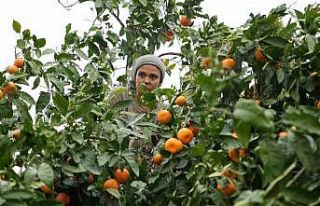 Coğrafi işaretli Havran mandalinasında hasat başladı
