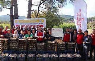 Coğrafi işaretli Ula sarımsağında imece usulü...