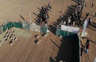 Cudi Dağı’na 30 ceylan bırakıldı