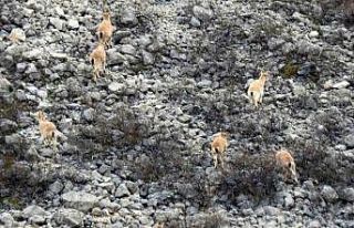 Dağ keçileri havadan görüntülendi