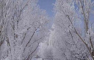 Demirözü’ne düşen kırağı sonrası görsel...