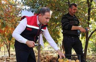 Denemek için bahçesine cennet hurması ekti, geçimini...