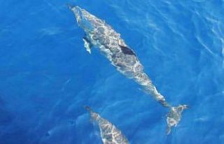 Deniz yüzeyinde tırtak türü yunus bulundu