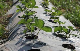 Depremzede çiftçilere 500 bin çilek fidesi dağıtıldı