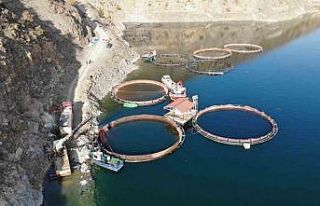 Deriner Barajı’nda ilk Türk somonu hasadı yapıldı