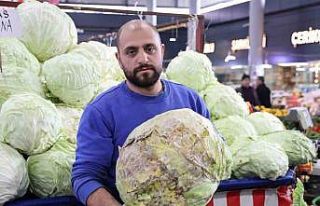 Dev lahanalara nazar değil, büyümeyen lahanalar...