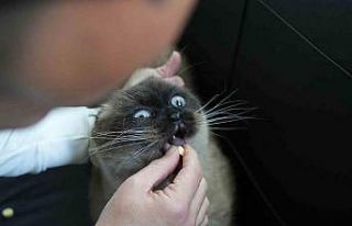 Dışı güzel içi keder kedi ırkı: Scottish