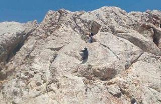 Diyadin’de kayalıklarda mahsur kalan 8 koyun AFAD...