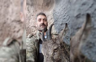 Doğada bitkin düşen dağ keçisi ekiplere teslim...