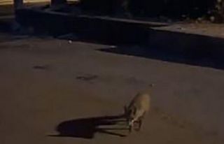 Doğal ortamlarında yiyecek bulamayan yaban hayvanları...