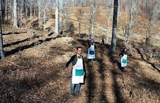 Domaniç’te 20 hektar alana kayın tohumu ekildi