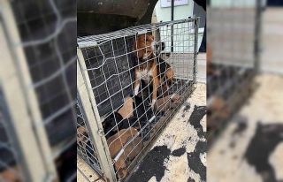 Domaniç’te 4 kişiye saldıran köpek ve yavruları...