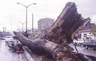 Dua Çınarı üniversitede sergileniyor