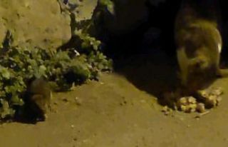 Dünyanın düzeni değişti: Kediyle fare yan yana...