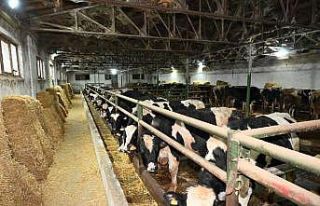 Edirne’de ari damızlık hayvan üretim merkezi...