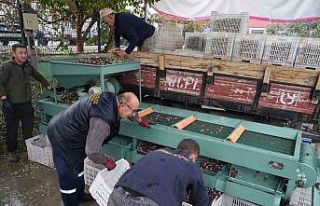 Edremit Körfezi’ndeki zeytin işletmelerinde elek...