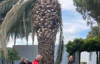 Edremit’te kırmızı palmiye böceği alarmı