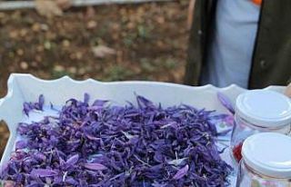 Eğirdir’de kadın eli değiyor, safran üretimi...