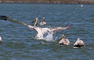 EKODOS Azap Gölü’nün şansı, tepeli pelikanlara...